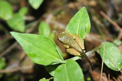 Gunung Dempo Flying Frog photo 3