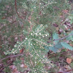 Erica arborea