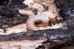 Lucanidae