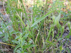Polypogon monspeliensis
