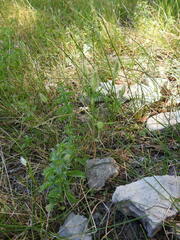 Polypogon monspeliensis