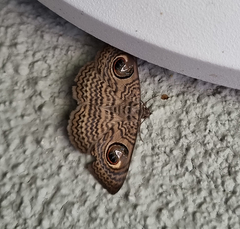Calliodes pretiosissima