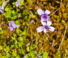 Viola hederacea