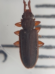 Uleiota planata