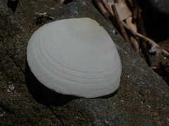 Pseudarcopagia botanica