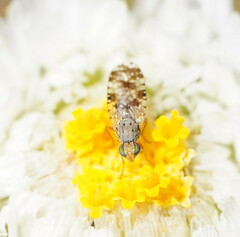 Austrotephritis poenia