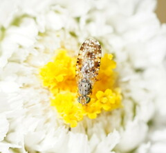 Austrotephritis poenia
