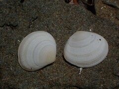 Pseudarcopagia botanica