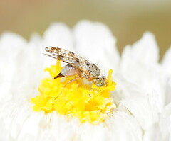 Austrotephritis poenia