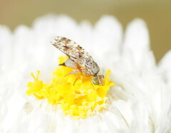 Austrotephritis poenia