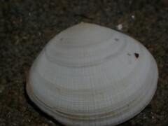 Pseudarcopagia botanica