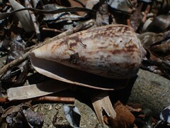 Conus anemone