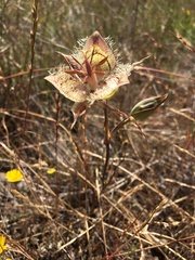 Calochortus tiburonensis