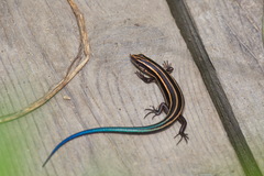 Plestiodon finitimus