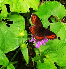Erebia euryale