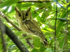 Otus bakkamoena