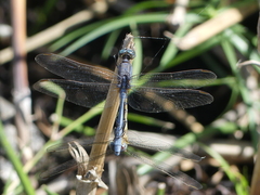 Orthetrum chrysostigma