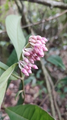 Ardisia sonchifolia
