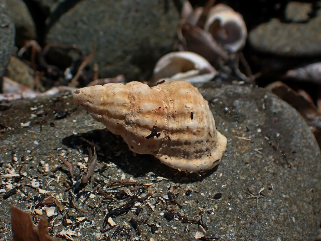 Verrucose Triton Snail