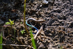 Plestiodon finitimus