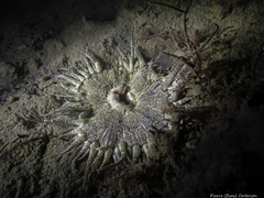 Periclimenes sagittifer