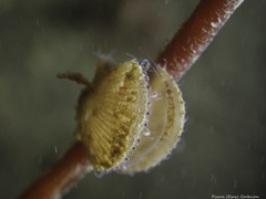 Aequipecten opercularis
