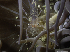 Periclimenes sagittifer