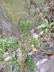 Antirrhinum tortuosum