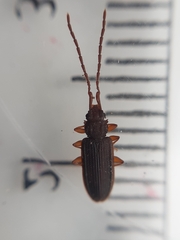 Uleiota planata