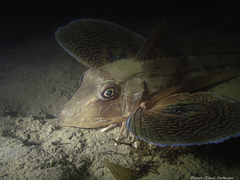 Chelidonichthys lucerna