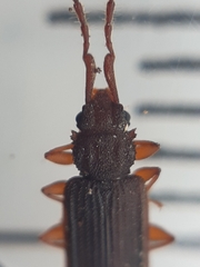 Uleiota planata