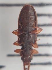 Uleiota planata