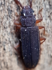 Uleiota planata