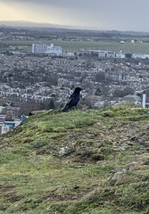 Corvus corone corone