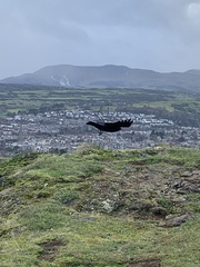 Corvus corone corone