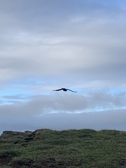 Corvus corone corone