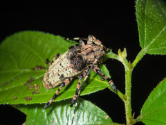 Moechotypa delicatula