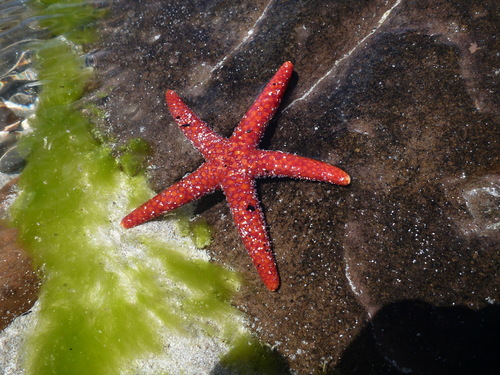 Echinaster glomeratus