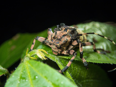 Moechotypa delicatula