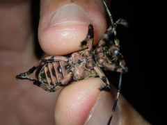 Moechotypa delicatula