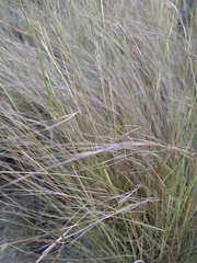 Macrochloa tenacissima