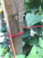 Suhpalacsa subtrahens