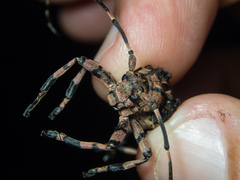 Moechotypa delicatula