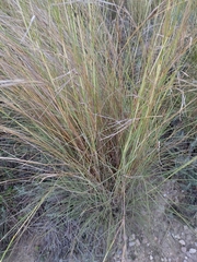 Macrochloa tenacissima