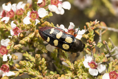 Castiarina cincta
