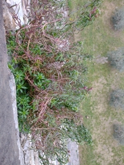 Antirrhinum tortuosum