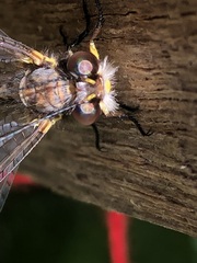 Suhpalacsa subtrahens