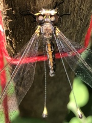 Suhpalacsa subtrahens