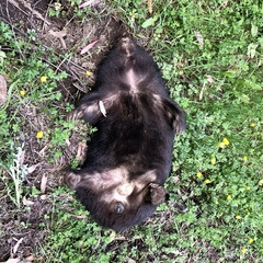 Vombatus ursinus hirsutus