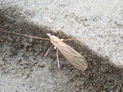Chioneinae